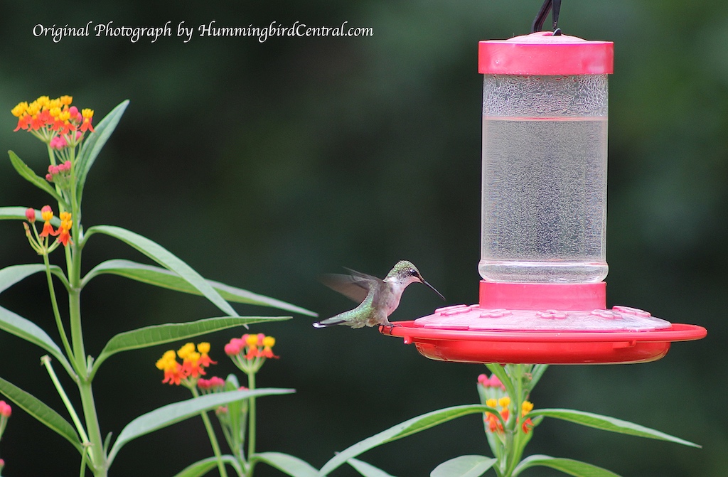 Ruby-throated Hummingbird at feeder amidst Tropical Milkweed